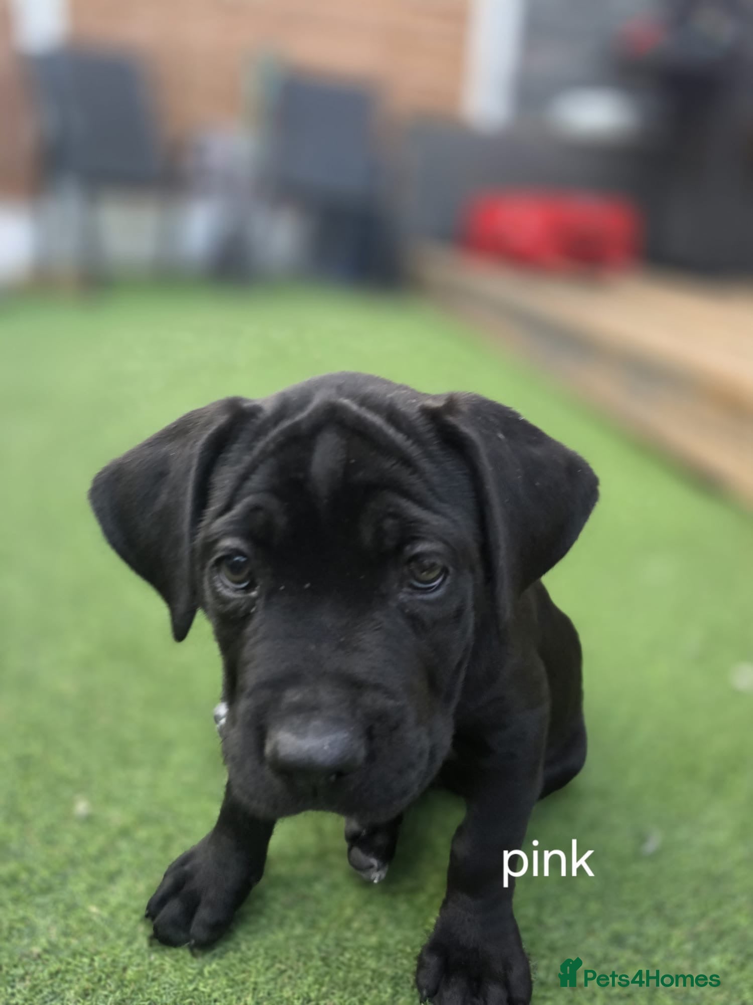 Cane Corso dogs Beautiful cane corso pups available  - Advert 2
