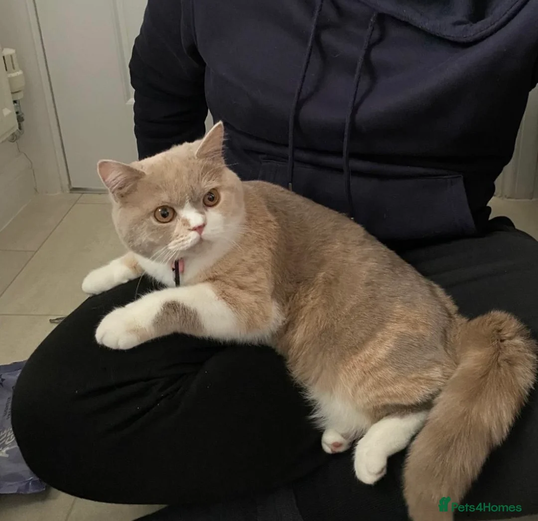 British Shorthair cats for sale: Sweet, playful Nala - Advert 2