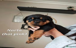 Rottweiler dogs for sale: Rottweiler puppies - Image 3