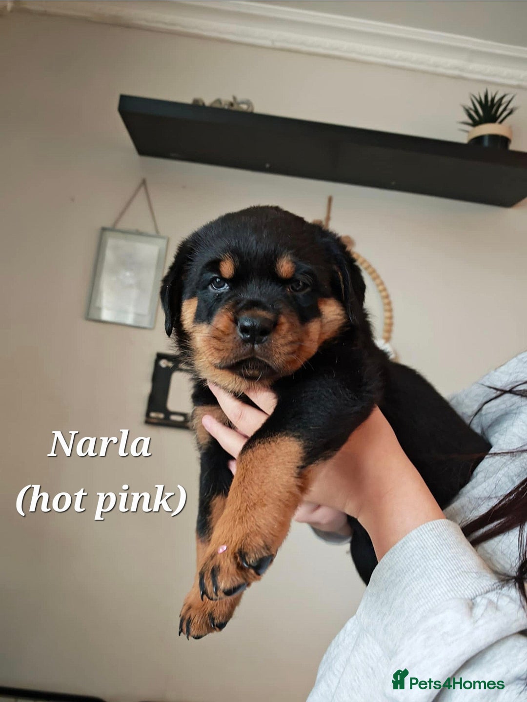 Rottweiler dogs for sale: Rottweiler puppies - Image 3