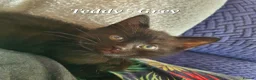 British Shorthair cats for sale: Pure Black British Shorthair Kittens in Dudley - Advert 9
