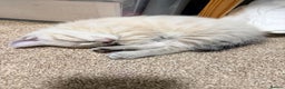 Ragdoll cats for sale: Ragdoll x kittens Championlines - Advert 4