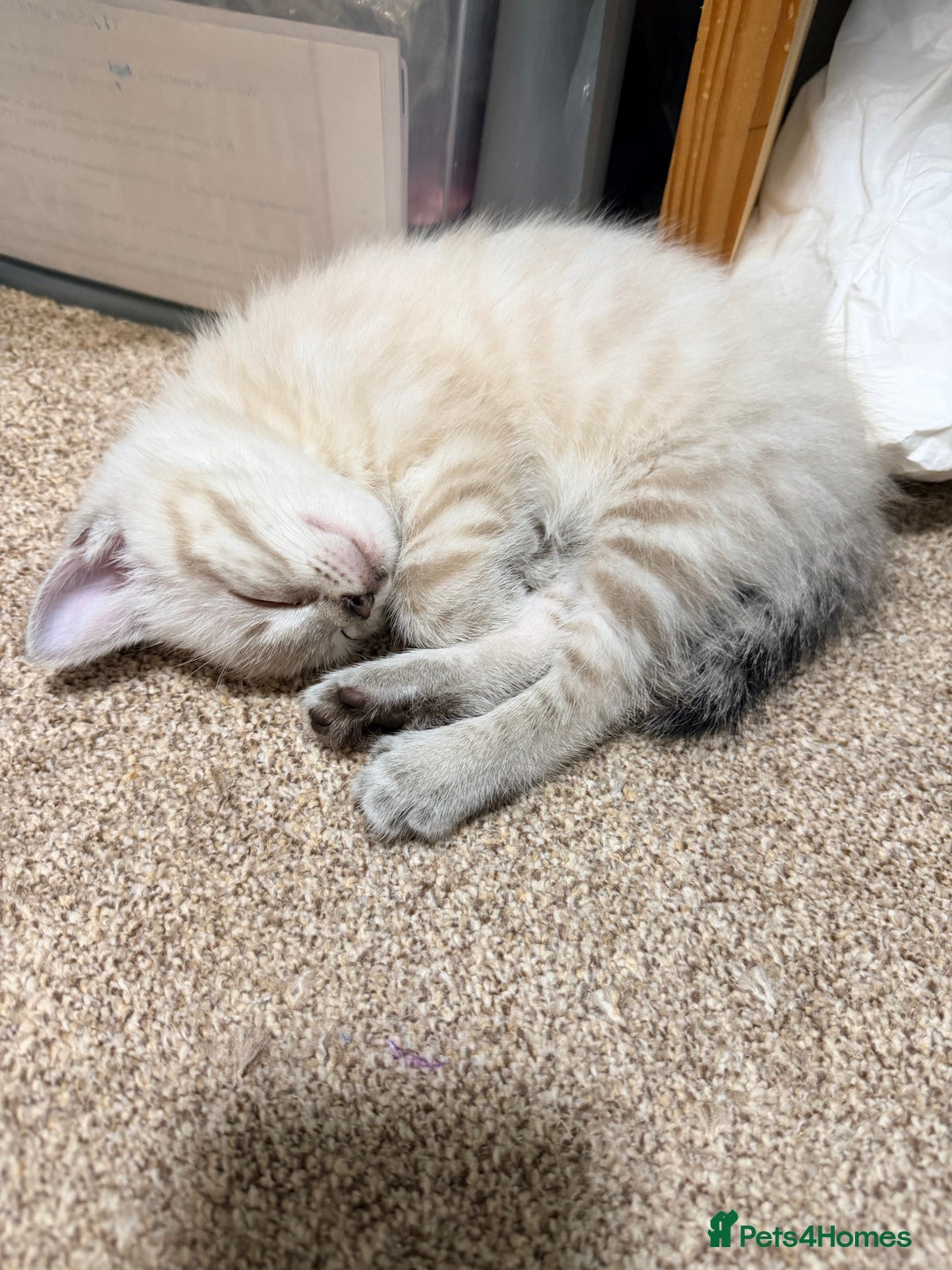 Ragdoll cats for sale: Ragdoll x kittens Championlines - Advert 4