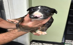 Bull Terrier dogs for sale: 💥 ENGLISH BULL TERRIERS   💥 - Image 18