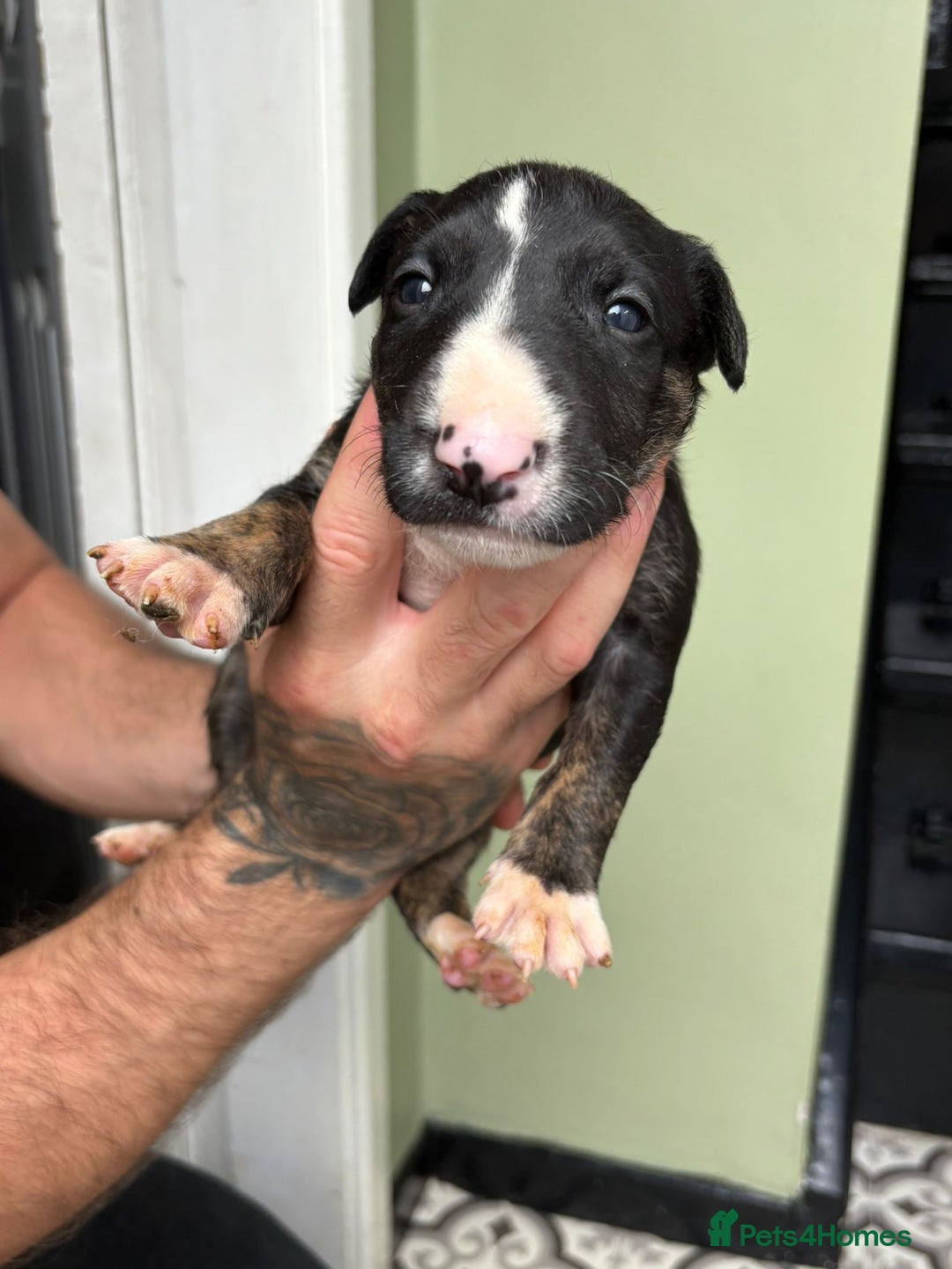 Bull Terrier dogs for sale: 💥 ENGLISH BULL TERRIERS   💥 - Image 18