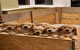 Golden Retriever dogs for sale: Beautiful Golden Retriever pups - Image 1