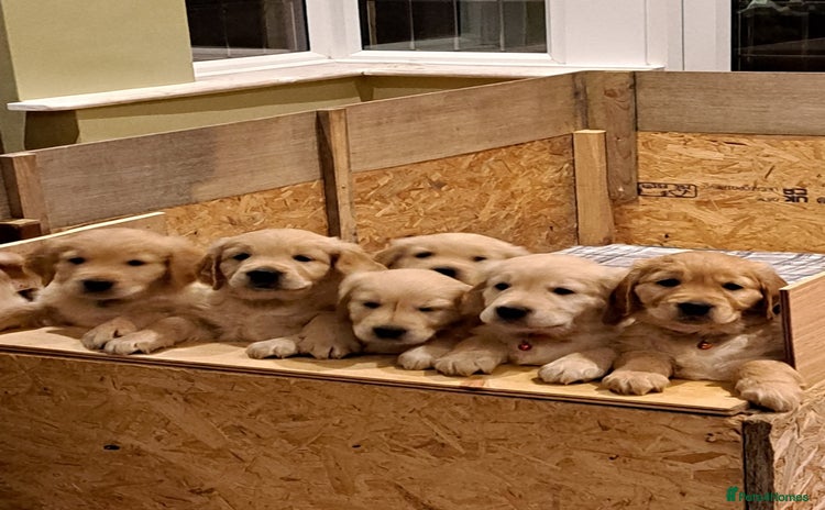 Golden Retriever dogs - Advert 1