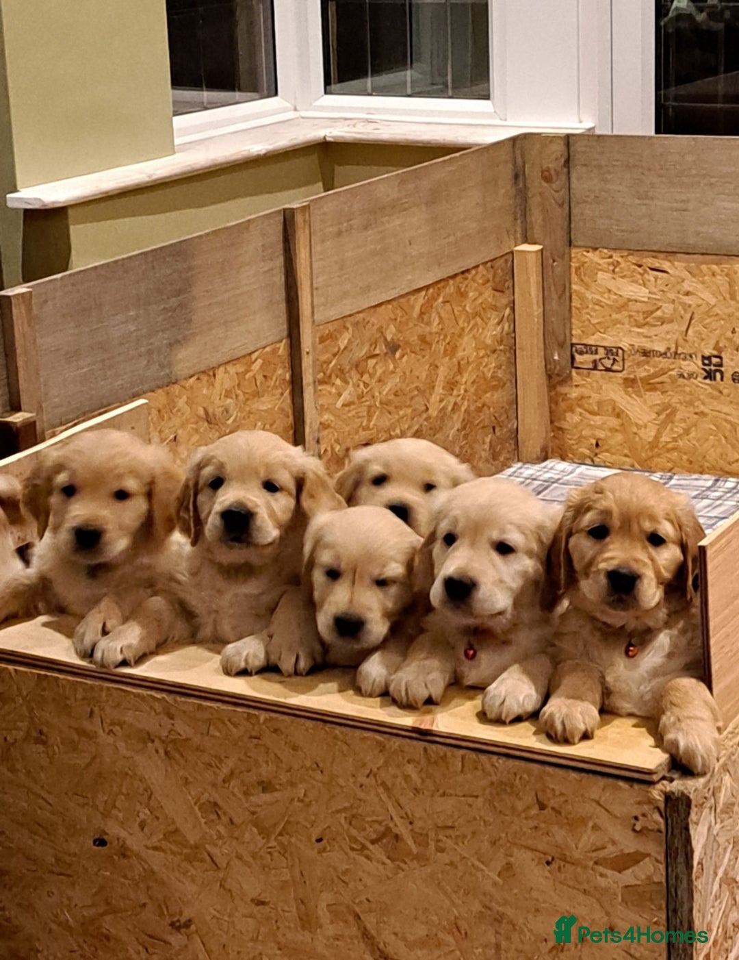 Golden Retriever dogs for sale: Beautiful Golden Retriever pups - Image 1