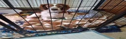 Welsh Springer Spaniel dogs for sale: Two little boys still available. in Llanidloes - Advert 1