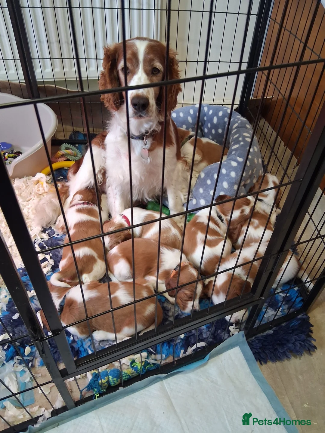 Welsh Springer Spaniel dogs for sale: Two little boys still available. in Llanidloes - Advert 1