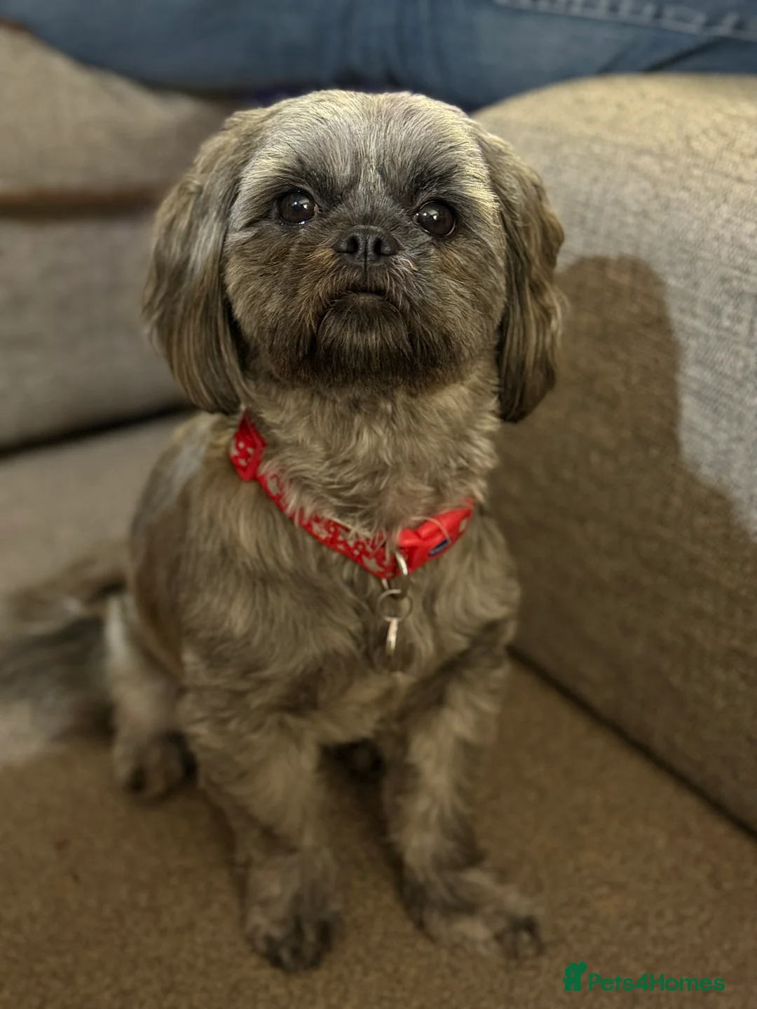 Shih Tzu dogs for sale: Female shihtzu for rehome - Advert 2