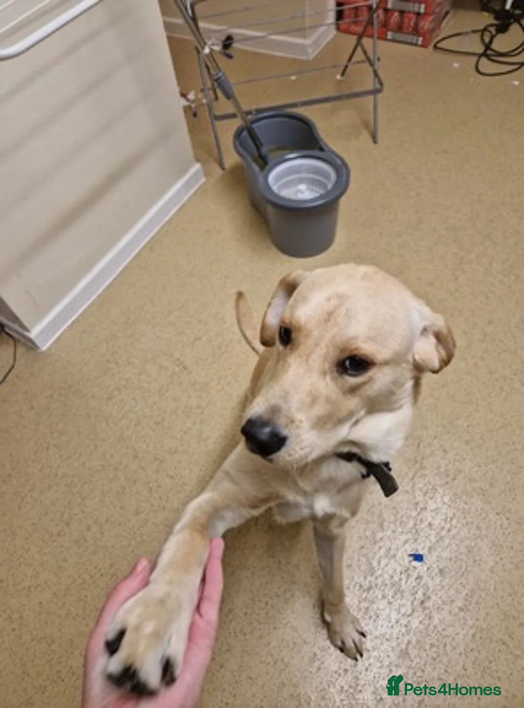 Labrador Retriever dogs for sale: Micky is looking for an amazing home in Birmingham - Advert 4