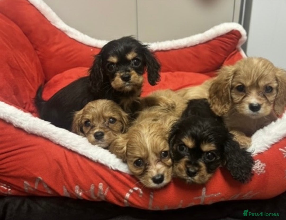 Cavalier King Charles Spaniel dogs for sale: 🐶 Cavalier King Charles Puppies 🐶  - Advert 3