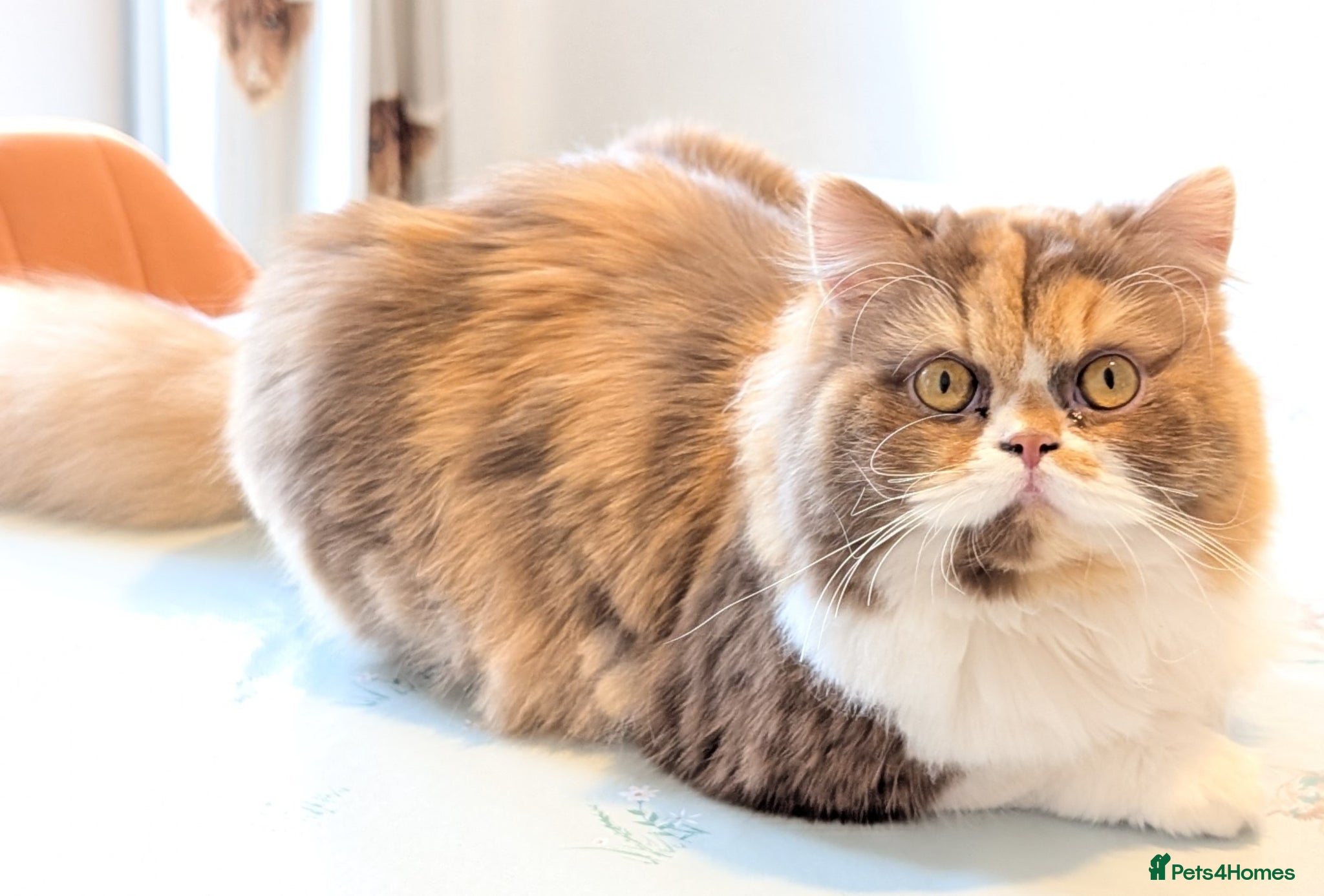 British Longhair cats TICA Active Cinnamon tortie BLH  - Advert 6