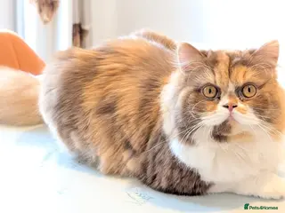 British Longhair cats TICA Active Cinnamon tortie BLH - Advert 6