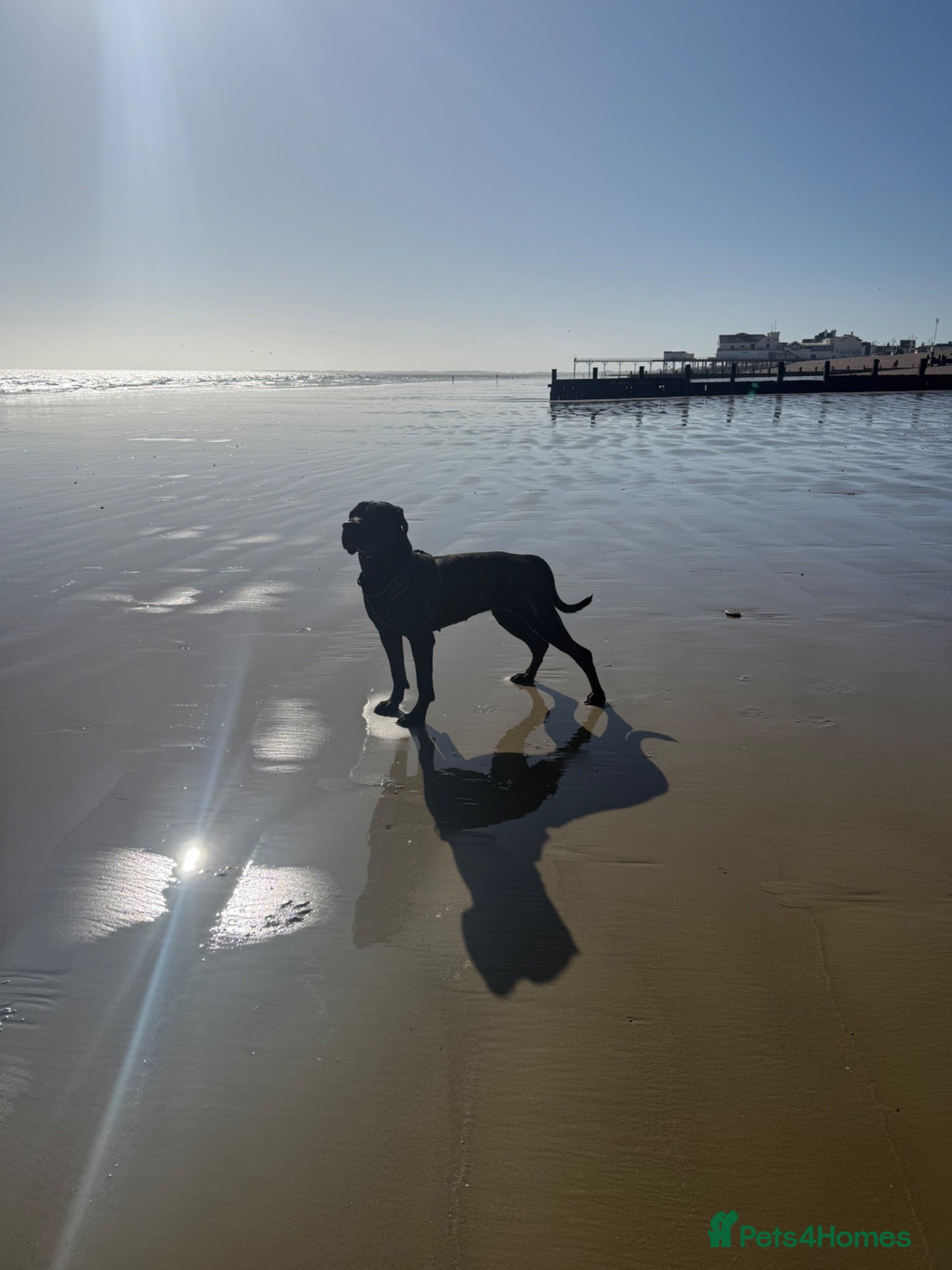Cane Corso dogs 1 year old female corso needing forever home  - Advert 4