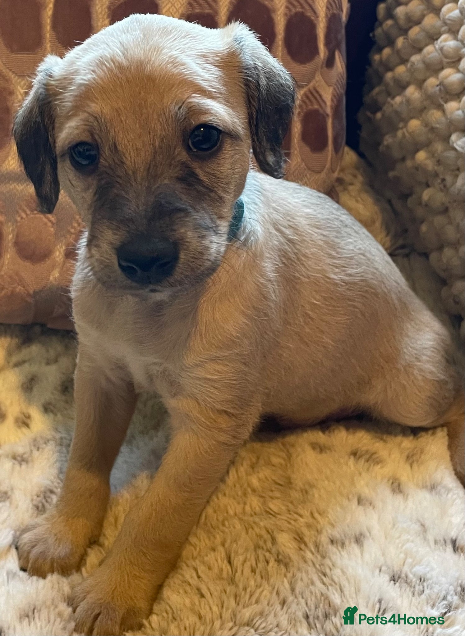 Mixed Breed dogs F1 Bedlington /Whippet  puppies  - Advert 1
