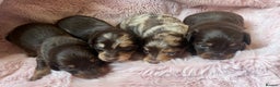 Miniature Dachshund dogs for sale: Long hair tiny kc reg dachshund babies  - Advert 1