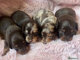 Miniature Dachshund dogs Long hair tiny kc reg dachshund babies - Advert 12