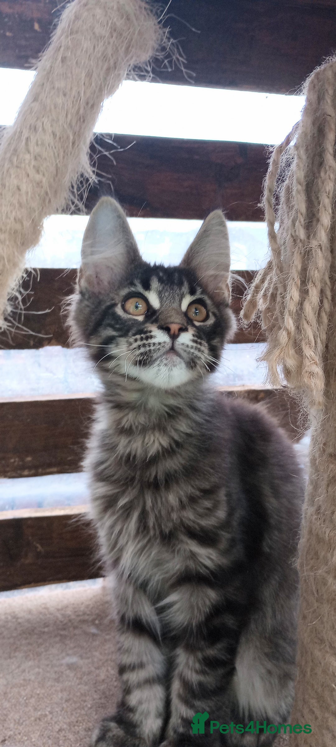 Maine Coon cats for sale: Maine coon purebred pedigre xl in Barnsley - Image 23