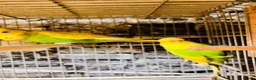 Budgerigars birds for sale: Proven breeding pairs only  - Advert 4