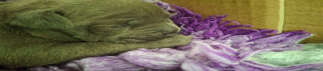 Staffordshire Bull Terrier Puppy 1 ( Beast )