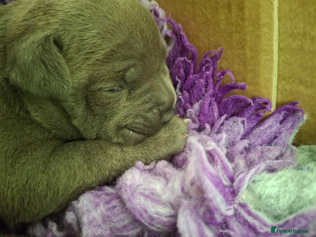 Staffordshire Bull Terrier dogs for sale: Blue Staffordshire Bull Terrier puppies - Image 7