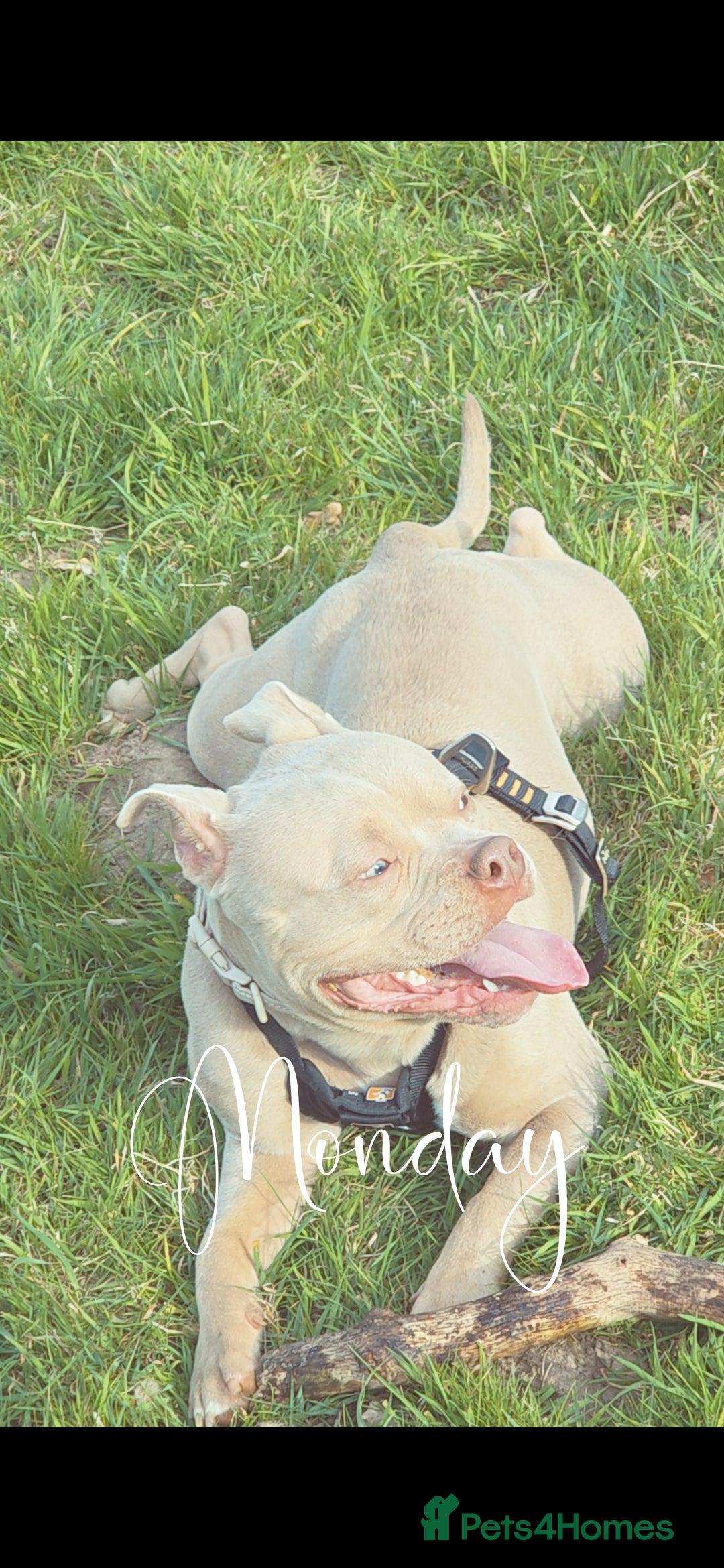 American Bully dogs for sale: Male pocket bully for rehoming - Advert 1