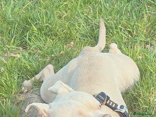 American Bully dogs Male pocket bully for rehoming - Advert 3