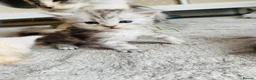 Maine Coon cats for sale: Stunning Maine coon kittens 4 available - Advert 23