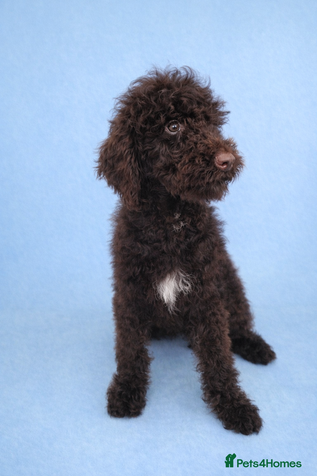 Standard Poodle dogs REDUCED PRICE Fully vaccinated Standard Poodles - Advert 4