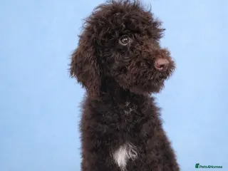Standard Poodle dogs REDUCED PRICE Fully vaccinated Standard Poodles - Advert 4