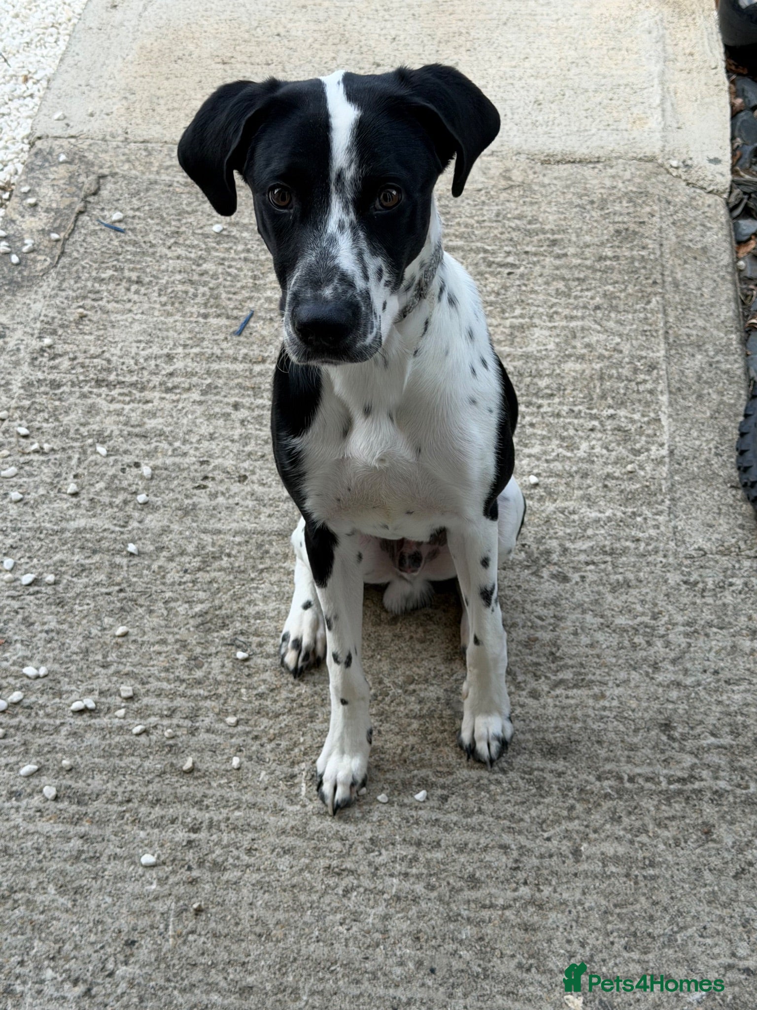 Mixed Breed dogs Hugo (8 months old) - Advert 2