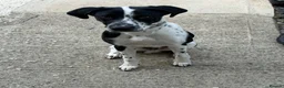 Mixed Breed dogs for sale: Hugo (8 months old) in Wallingford - Advert 1