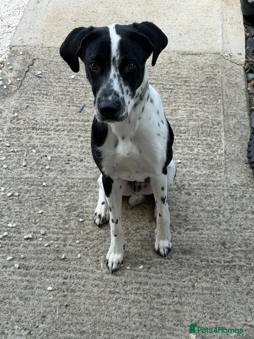 Mixed Breed dogs for sale: Hugo (8 months old) in Wallingford - Advert 1