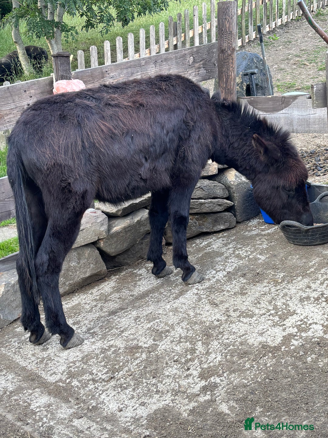 Donkey livestock for sale: Miniature Donkey & Standard Donkey  - Image 7