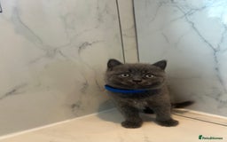 British Shorthair cats for sale: British shorthair kittens  - Image 7