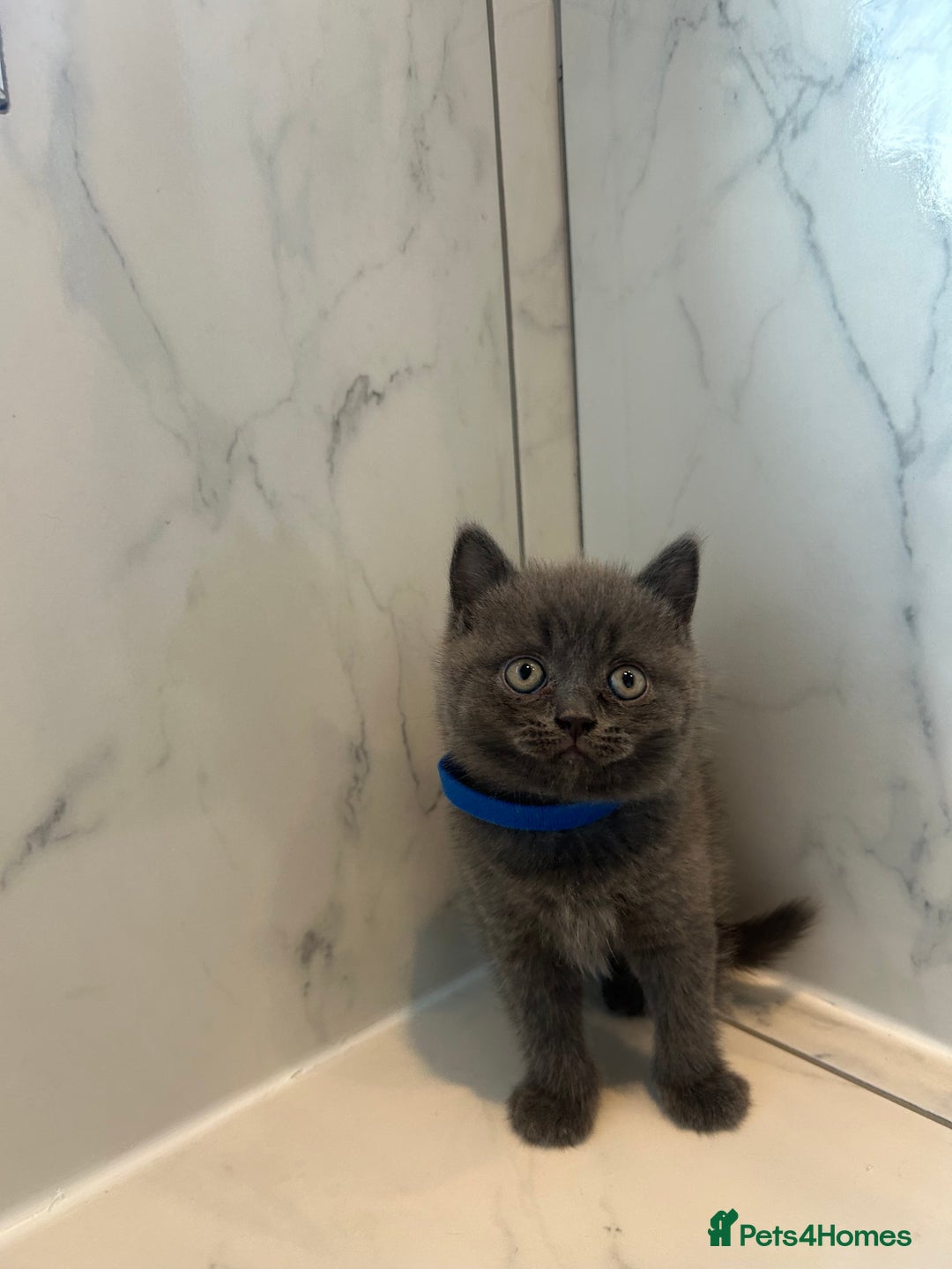 British Shorthair cats for sale: British shorthair kittens  - Image 7