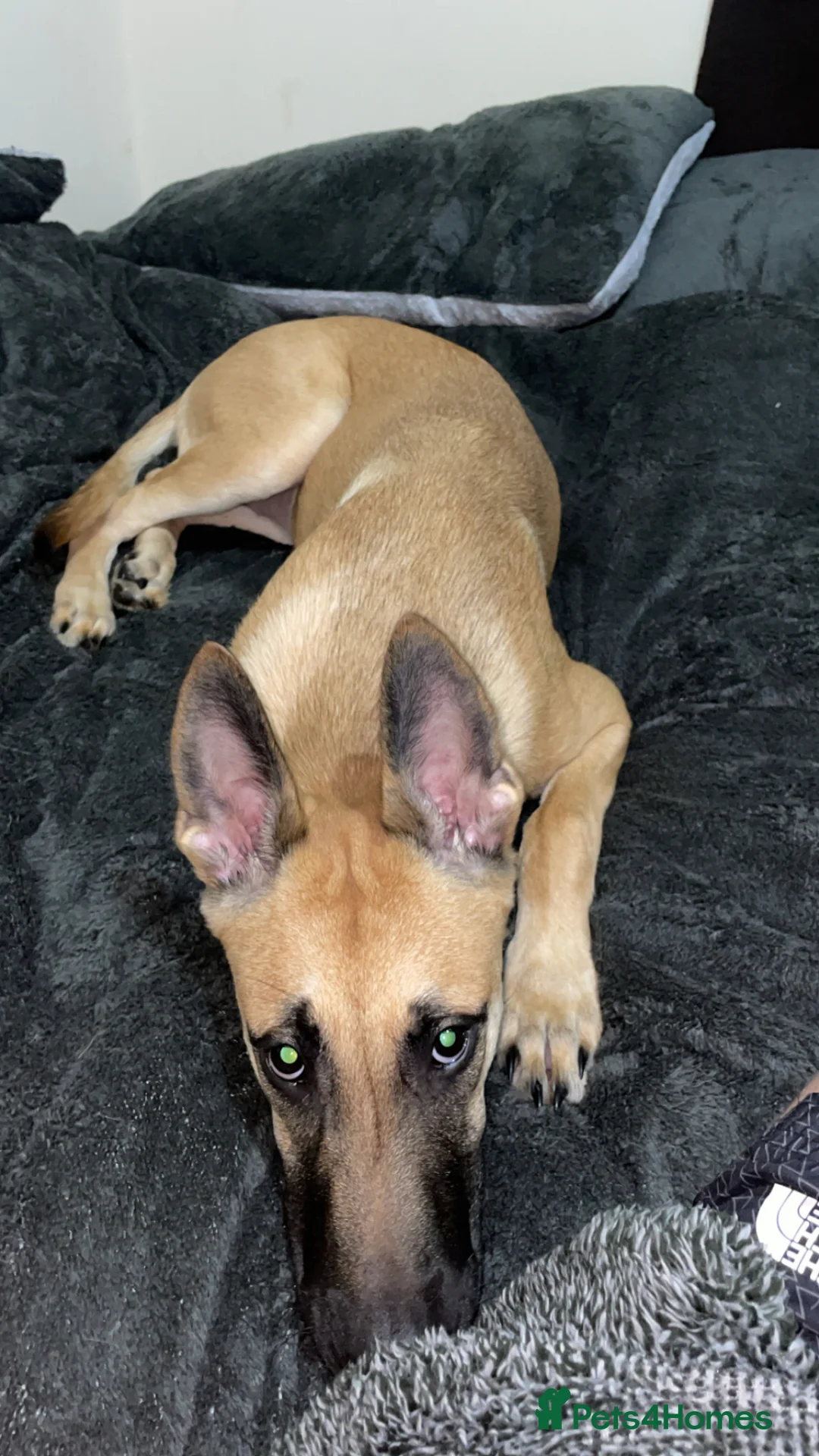 Belgian Shepherd Dog dogs for sale: Fendi in Sutton-in-Ashfield - Advert 1