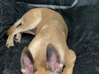 Belgian Shepherd Dog dogs Fendi - Advert 1