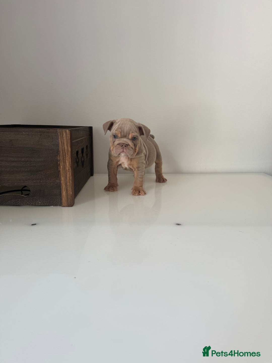 English Bulldog dogs for sale: 🏡 Ready to leave this Sunday 27.07.25 🏡 in Crawley - Image 10