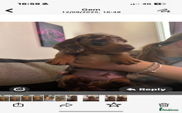 Miniature Dachshund dogs for sale: Miniature dachshunds  - Image 2
