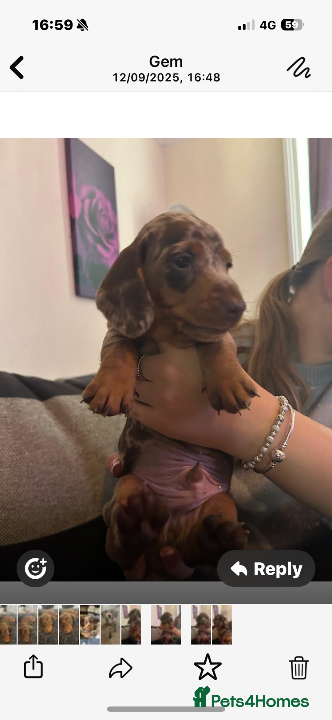 Miniature Dachshund dogs for sale: Miniature dachshunds  - Image 2