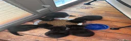 Mixed Breed cats for sale: Mixed Breed Tuxedo kittens  - Advert 4