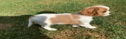 Cavalier King Charles Spaniel dogs for sale: Blenheim boy puppy - Advert 3