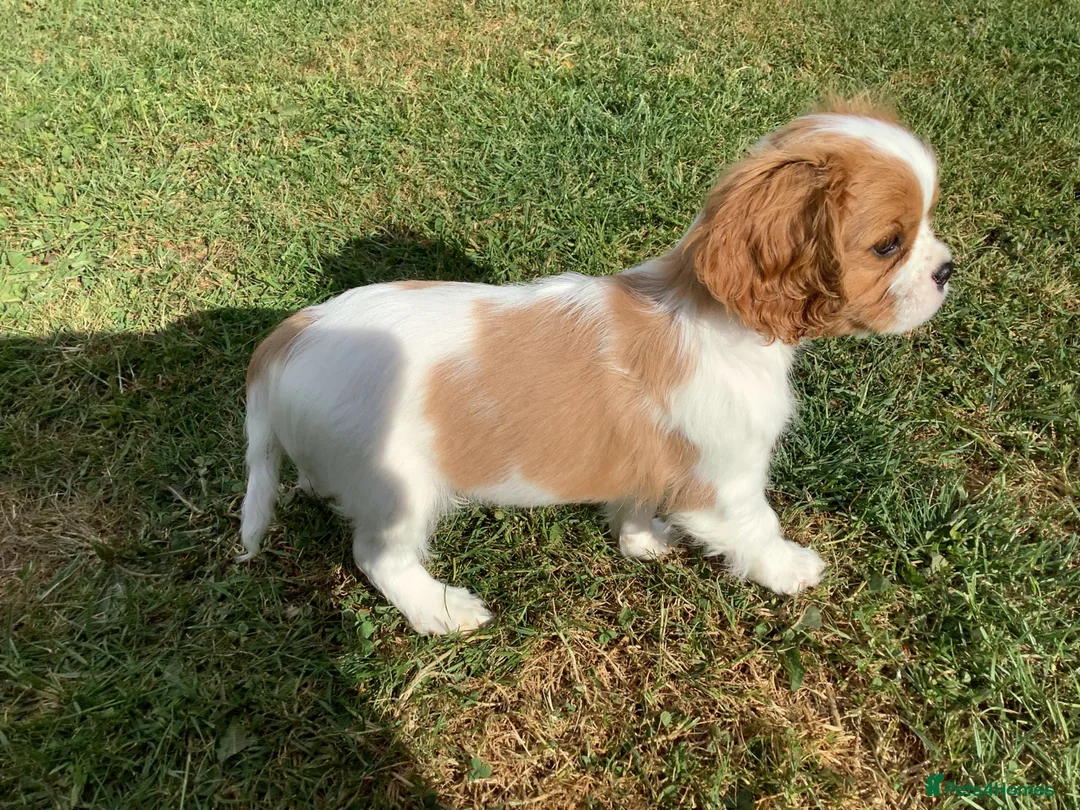 Cavalier King Charles Spaniel dogs for sale: Blenheim boy puppy - Advert 3