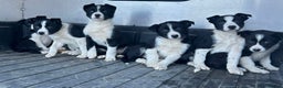 Border Collie dogs for sale: Beautiful Border Collies - Advert 10