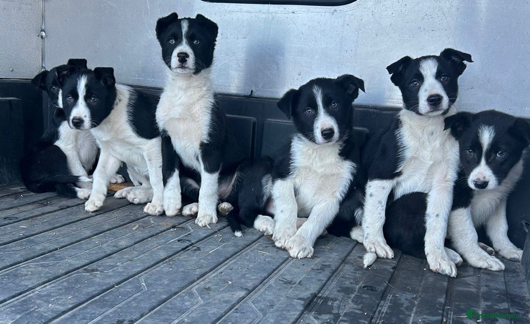 Border Collie dogs for sale: Beautiful Border Collies - Advert 10