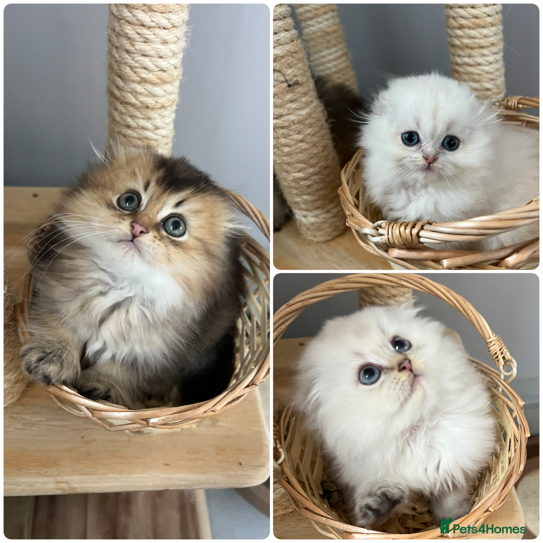 Scottish Fold cats for stud: Inter-champion SFLH straight male stud only  - Image 10