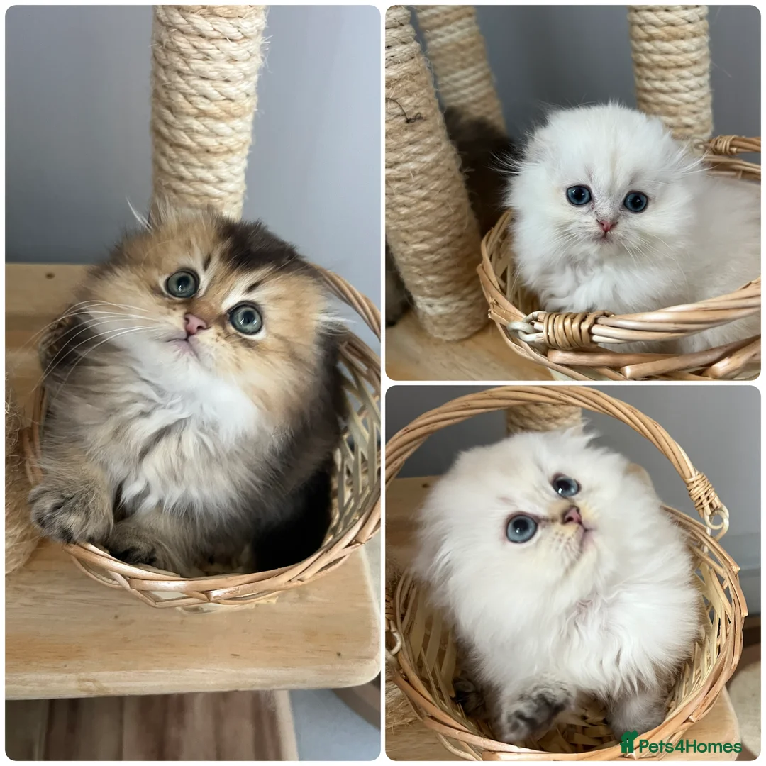 Scottish Fold cats for stud: Inter-champion SFLH straight male stud only  - Advert 11